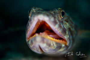 Lizard Fish by Julian Cohen 
